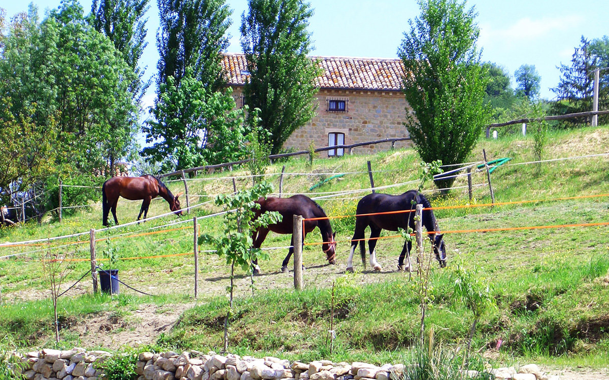 Il maneggio